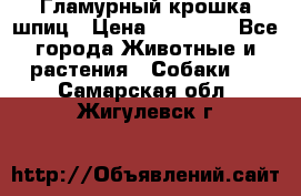 Гламурный крошка шпиц › Цена ­ 30 000 - Все города Животные и растения » Собаки   . Самарская обл.,Жигулевск г.